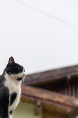 Gato mirando el horizonte