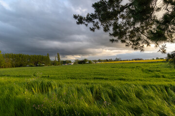 Campos de raps en la primavera