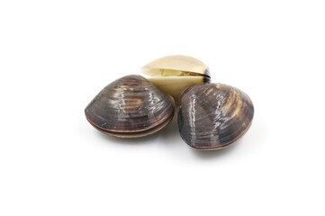 Closed up fresh baby clams, venus shell, shellfish, carpet clams, short necked clams, as raw food from the sea are the seafood ingredients. fresh clams isolated on white background.