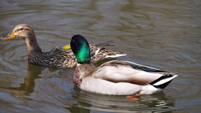 A male mallard duck attempts to mate by biting the neck of a female. The male climbs onto the female's back and she is pressed down into the water. At the end, she quickly flees the male.