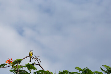 Aves endemicas de la selva maya en méxico yucatán, pajaro posado sobre las ramas de un árbol - obrazy, fototapety, plakaty