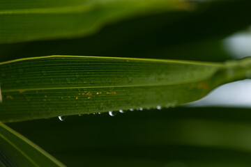 Hoja de palmera con gotas de lluvia. 