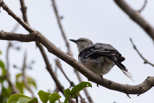 Aves endemicas de la selva maya en méxico yucatán, pajaro posado sobre las ramas de un árbol