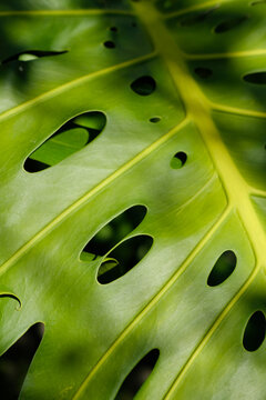 Close up of monstera leaf