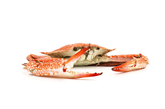 Steamed Blue Crabs on the white background