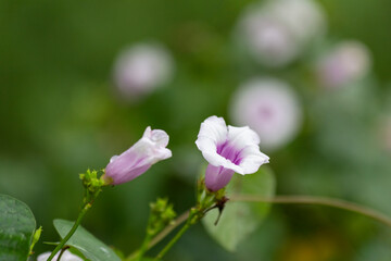 Fototapeta na wymiar Flor endemica de méxico Yucatan, flor campanita, morado con blanco, naturaleza