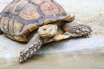 Big Turtles at the Zoo