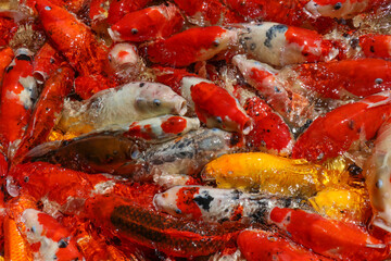 Colorful koi or carp fish swimming,carp fish pond background, colorful background, Fancy carp, nice...