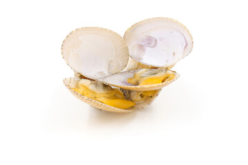 Closed up fresh baby clams, venus shell, shellfish,  short necked clams, as raw food from the sea are the seafood ingredients.
