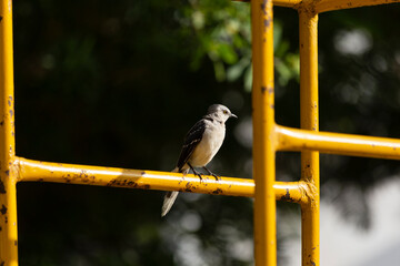 pájaro endémico del sur de mexico Yucatan y quintana roo, pájaro de color blanco con alas...