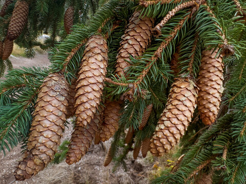 Conifer cones