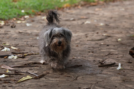 Perro maltes, color gris con blanco, cachorro tierno de paseo por el parque.