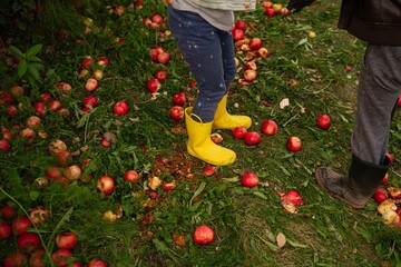 Wisconsin apple picking orchard