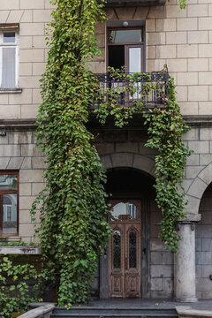 Door Covered with Grapes