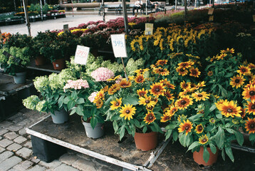Seasonal flowers on a local market