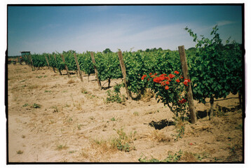 Film countryside view of vineyard