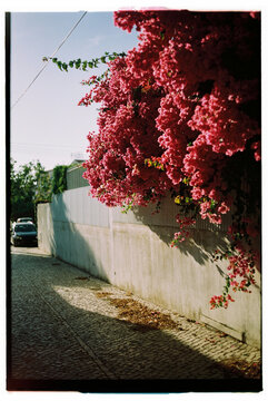 Blooming Bougainville in the street