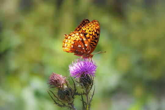 Fritillary butterfly and thistle flowers