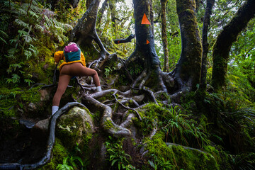 hiker girl walking through dense rainforest with native plants on the way to lake marian in...