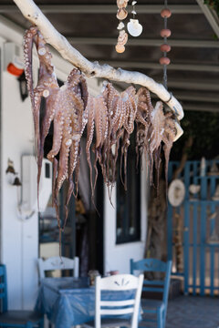 Octopus hanging to dry