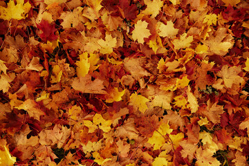 Autumn leaf texture on lawn