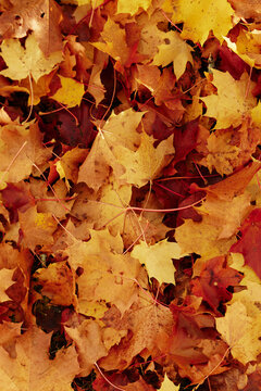 Autumn leaf texture on lawn
