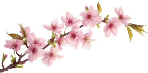 Branch With Pink Flowers on Transparent Background