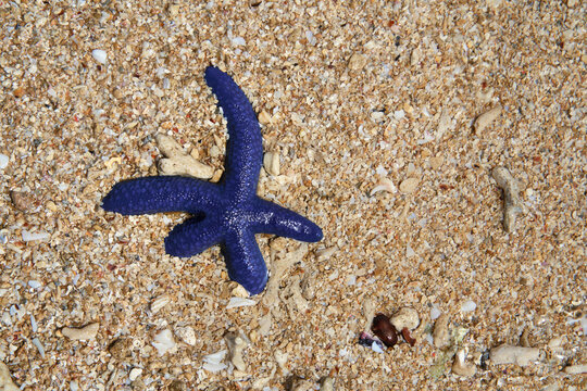 Vivid blue starfish
