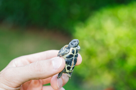 Hand holds a baby turtle
