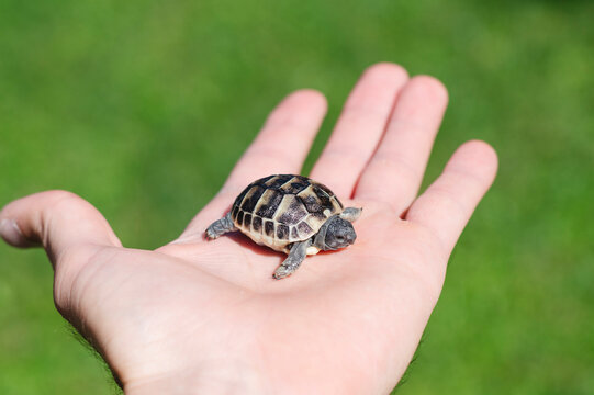 Hand holds a baby turtle