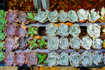 succulent plants in a pot with flower