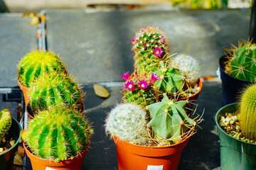 cactus in a pot with flower