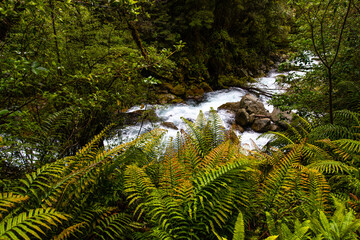 famous marian falls on the way to lake marian in fiordland national park, new zealand south island; waterfall surrounded with native plants of temperate rainforest