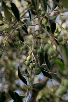 Olives 