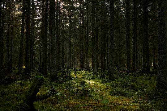 Fototapeta finnish commercial spruce tree forest with moss on the ground sunny