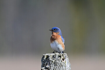 A bright colorful vibrant blue male Eastern Bluebird sits perched on a fence post
