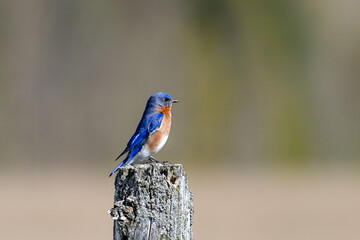 A bright colorful vibrant blue male Eastern Bluebird sits perched on a fence post