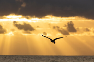 Obraz premium Silueta de gaviotas al atardecer, fondo cielo nublado, tonos cálidos de luz, rayos de luz atraviesan las nubes