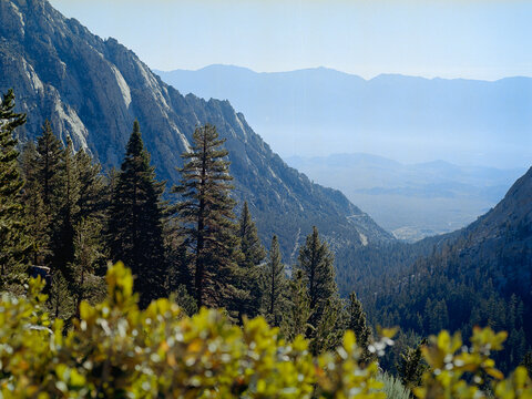 Mt Whitney Tree Landscape Medium Format Film