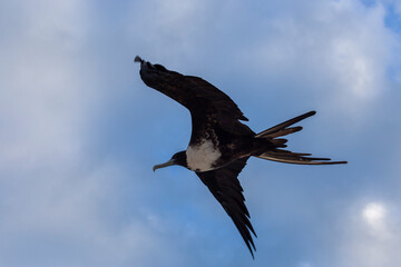 fragata real planeando, gaviota planeando con fondo de cielo azul 