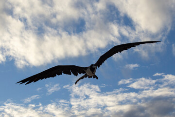 fragata real planeando, gaviota planeando con fondo de cielo azul 