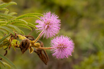 bee on a flower