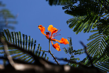 Fotos de flores de un pequeño árbol nativo de Yucatán - obrazy, fototapety, plakaty