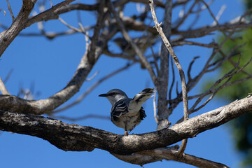 cenzonite, pajaro endemico del caribe, parajo blanco reposando sobre un árbol seco