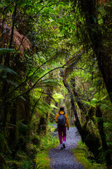 Fototapeta premium hiker girl walking through dense temperate rainforest on the way to monro beach, west coast of new zealand south island; lush vegetation in a jungle full of tree ferns