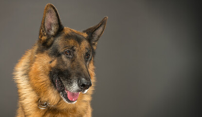 beautiful portrait of a smart German Shepherd. The German Shepherd looks with smart eyes on a close-up