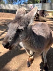 Naklejka na ściany i meble a close-up picture of a kangaroo's profile