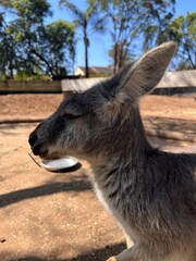 a close-up picture of a kangaroo's profile