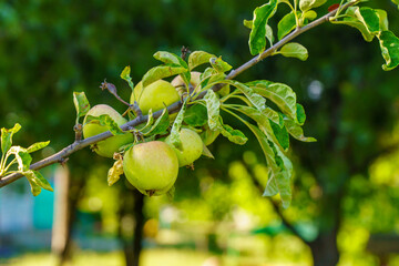 A branch of an apple tree with green apples hanging from it