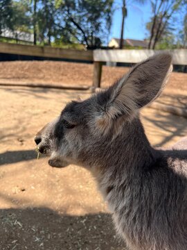 a close-up picture of a kangaroo's profile